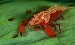 indonesia ,f100/105/twin strobes by Gregory Grant 